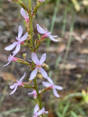Stylidium graminifolium