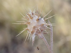 Centaurea melitensis
