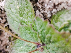 Calceolaria filicaulis