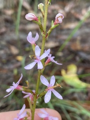 Stylidium graminifolium