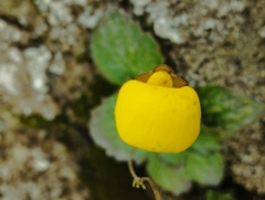 Calceolaria filicaulis
