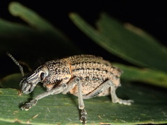 Leptopius duponti