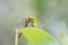 Diplacodes melanopsis