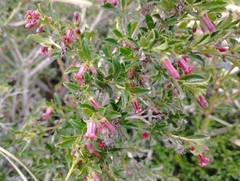 Escallonia carmelitana