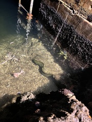 Gymnothorax funebris