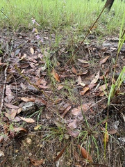 Stylidium graminifolium