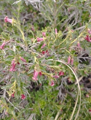 Escallonia carmelitana
