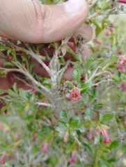 Escallonia carmelitana