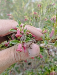 Escallonia carmelitana