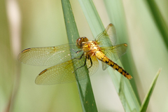 Diplacodes melanopsis