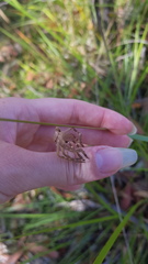 Neosparassus calligaster