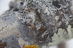 Caloplaca cerina