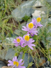 Schizanthus hookeri