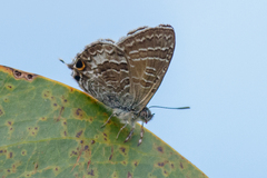 Theclinesthes miskini