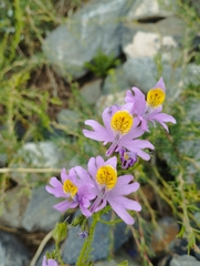 Schizanthus hookeri