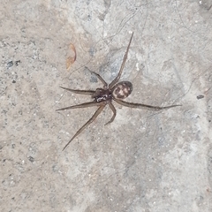Steatoda grossa