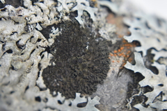 Phaeophyscia ciliata