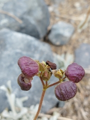 Calceolaria arachnoidea