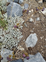 Calceolaria arachnoidea
