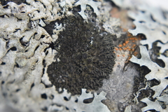 Phaeophyscia ciliata