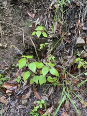 Coleus scutellarioides