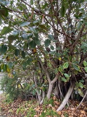 Ficus elastica