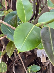 Ficus elastica