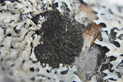 Phaeophyscia ciliata