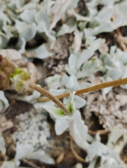 Calceolaria arachnoidea