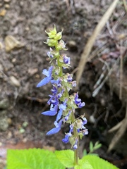 Coleus scutellarioides