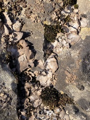 Dermatocarpon muhlenbergii