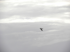 Thalasseus sandvicensis