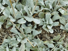 Calceolaria arachnoidea