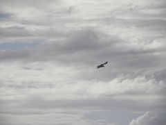 Thalasseus sandvicensis