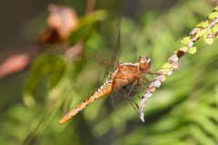 Rhodothemis lieftincki