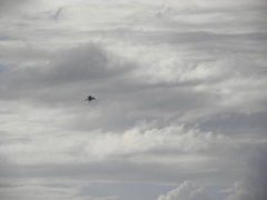 Thalasseus sandvicensis