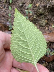 Coleus scutellarioides
