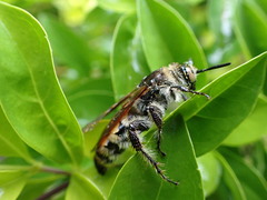 Radumeris tasmaniensis