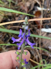 Platostoma longicorne