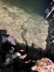 Gymnothorax funebris