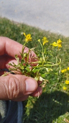 Ranunculus sardous