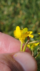 Ranunculus sardous