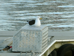 Larus dominicanus