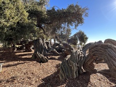 Juniperus californica