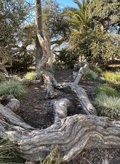Juniperus californica