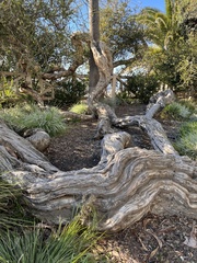 Juniperus californica