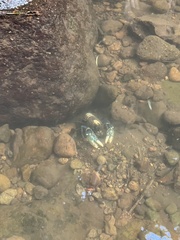 Euastacus sulcatus