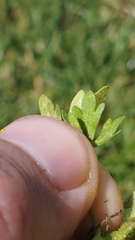 Ranunculus sardous