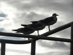 Leucophaeus atricilla