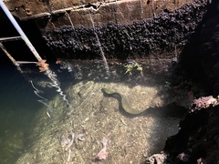 Gymnothorax funebris